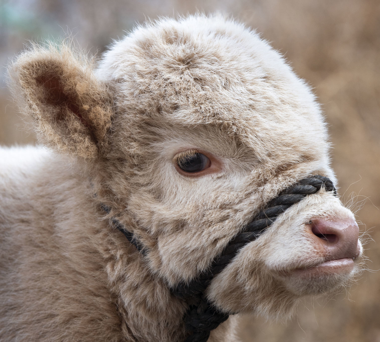 Calf That Thinks It's a Dog, 12.13